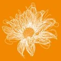 Logo Dornhofer, Renate
