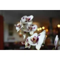 Logo Restaurant Hoa Quynh