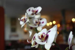 Logo Restaurant Hoa Quynh