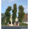 Anno 1755