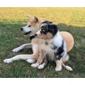 ReVital Hundeschule Ofterdinger Kummerfeld