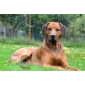 Rhodesian Ridgeback Weltsieger Multi Champion Akanis Clan