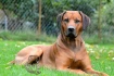 Logo Rhodesian Ridgeback Kennel Akani's Clan