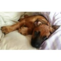 Rhodesian Ridgebacks von Kienaden ihr Hundez&uuml;chter in Bayern