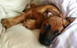 Logo Rhodesian Ridgebacks von Kienaden