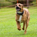 Rikes Hundeschule Emmelsb&uuml;ll-Horsb&uuml;ll