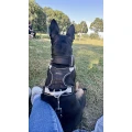 Riot Dog - Hundeschule & Dogwalking Hannover