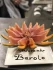 Logo Ristorante Barolo