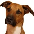 Logo Rocco's Coaching f&uuml;r Mensch & Hund
