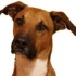 Logo Rocco's Coaching f&uuml;r Mensch & Hund