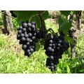Roger Spier Weingut Enkirch