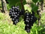 Logo Roger Spier Weingut