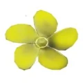Logo Baumann, Roland