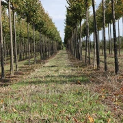 Rolf Harder Gartenbau Hamburg