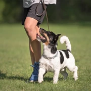 Rolly's Hundepension / Hundezentrum Lucky Dogs Bergweiler bei Wittlich