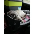 Roos Hundestudio Elsenfeld