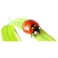 Logo Rosen-Apotheke