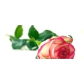 Logo Rosenstolz Floristik Rita Herhausen