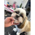 Royal Pfoten Salon | Hundesalon Mainz Mainz