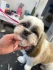 Logo Royal Pfoten Salon | Hundesalon Mainz