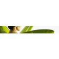 Logo Sabine-Peter-Reiki