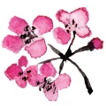 Logo Schwennicke, Sabine