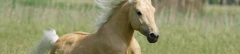 Logo Sabines Reiterstüble Reitsportgeschäft