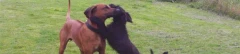 Logo Sandra Blaha Hundepension