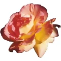 Logo Klahm, Sandra
