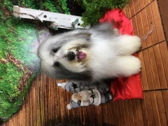 Sandras Hundesalon Sandra Lietzow Krefeld