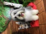 Logo Sandras Hundesalon Sandra Lietzow