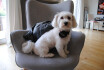 Logo Sandras Hundesalon