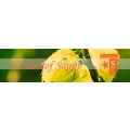 Logo Saupp F.