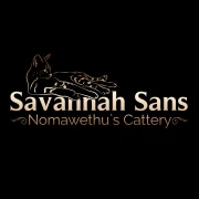 Savannah Sans Rassekatzenzucht Schornsheim