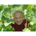 Weingut Schaaf mit Ferienwohnungen