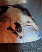 Schrader Dirk und Kollegen Tierärztliche Klinik Hamburg