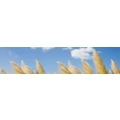 Logo Schubert Heizung - Sanit&auml;r