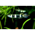Schwaben Aquaristik Aulendorf