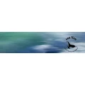 Logo sea lion Angelika Greiner
