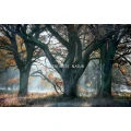 Sebastian Kaps Fotograf Dessau-Ro&szlig;lau