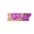 Logo Selinas Naildesign Inh. Selina Denham