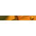 Logo Shiatsu Praxis Petra Waidele