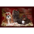 Shih Tzu Zucht *Vom Eulenpark*