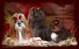 Logo Shih Tzu Martina Obst