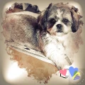 Sigrids Hundesalon Berlin