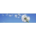 Logo Arnemann, Silke