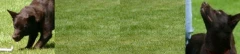 Logo Sonja Schmitz Hundeschule Martin Schmitz