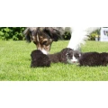 Logo SOS Collie Hilfe