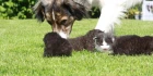 Logo SOS Collie Hilfe