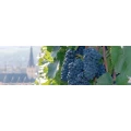 Logo Stadtverwaltung Bad Neuenahr-Ahrweiler